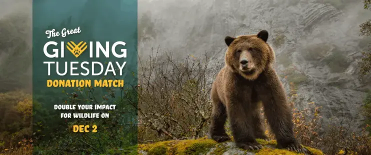 Photo of a grizzly bear on the right, and a banner on the left says "The great giving Tuesday donation match - double you'd impact for wildlife on Dec 2", which is west coast Canada time.