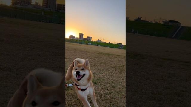 柴犬とん君と出逢えた奇跡に感謝します。 #柴犬 #柴犬とん