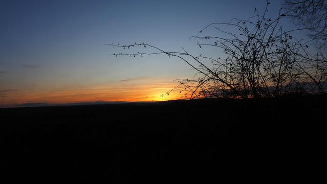 Sonnenuntergang. Am Horizont geht die Sonne unter der wolkenlose Himmel leuchtet von Orange bis dunkelblau. Zweige von Heckenrosen als Schattenriss im Vordergrund