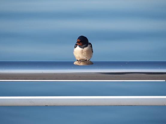 A swallow sitting on a steel tube