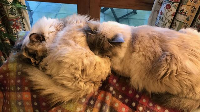 2 cats lying companionably together on the back rest of a sofa