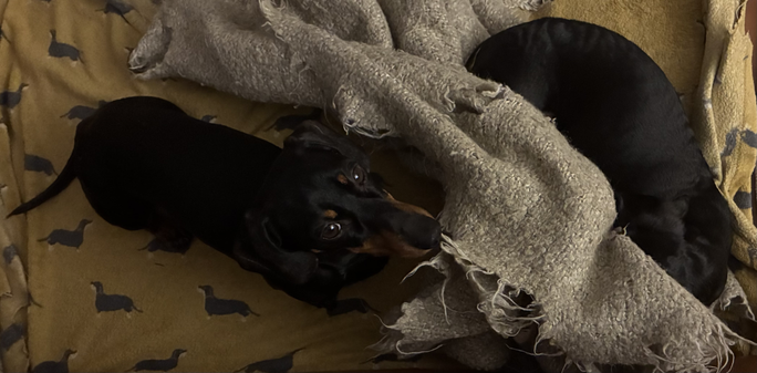 Miniature Dachshunds Max and Milo on their bed