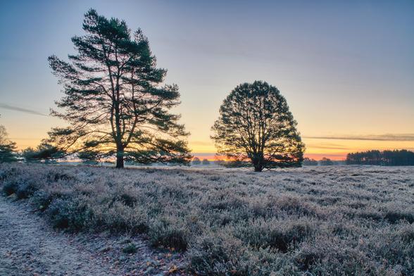 Diese Aufnahme zeigt eine frostige Heidelandschaft bei Sonnenaufgang.
Vordergrund und Mitte: Der Boden ist mit niedrigem Buschwerk (vermutlich Heidekraut) bedeckt, das von Reif überzogen ist und die Kälte der Szene unterstreicht. Links zieht sich ein schmaler Pfad durch das Gelände.
Bäume: Zwei markante, große Kiefern stehen silhouettenhaft im Bildzentrum. Die Sonne scheint von hinten durch ihre Äste und erzeugt einen starken Gegenlichteffekt.
Hintergrund: Der Horizont ist durch einen Streifen von dicht stehenden Bäumen im Schatten gekennzeichnet. Der Himmel zeigt am Horizont einen leuchtenden Streifen in Orange- und Goldtönen, der nach oben hin in sanftes Hellblau und Grau übergeht.
Die Szene vermittelt eine stille, friedliche und sehr kalte Atmosphäre.