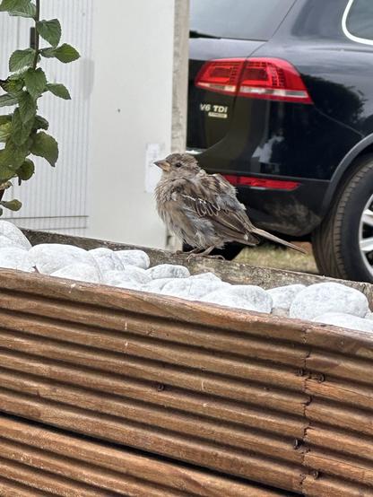 Sparrow sitting on a room divider outside in a restaurant