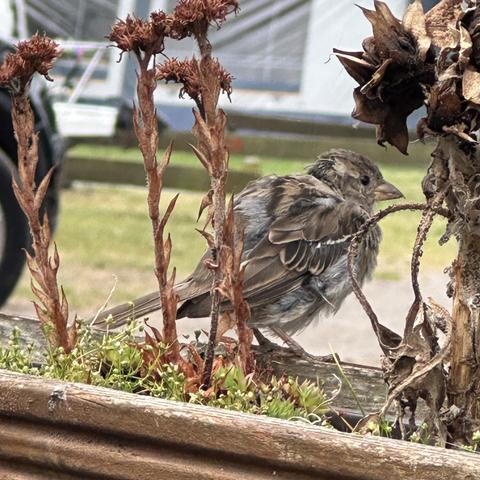 The same sparrow close up