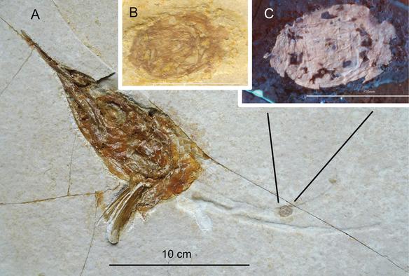 Cranio con intestino attaccato di Aspidorhynchus acutirostris (SNSB-BSPG 1964 XXIII 140) proveniente dal bacino di Eichstätt (Schernfeld), Baviera, Germania, con un giovane Eryonide ripiegato, presumibilmente Knebelia schuberti, nell’intestino (G. Schweigert, comunicazione personale, maggio 2025).

A. Frammento completo di Aspidorhynchus;

B. Ingrandimento dell’Eryonide in luce normale;

C. Ingrandimento dell’Eryonide in luce UV (foto di M. Ebert).