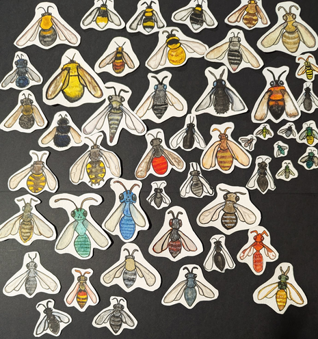 Many watercolor bees, cut out and arranged on a black background. Showcases some of the diversity around Colorado.