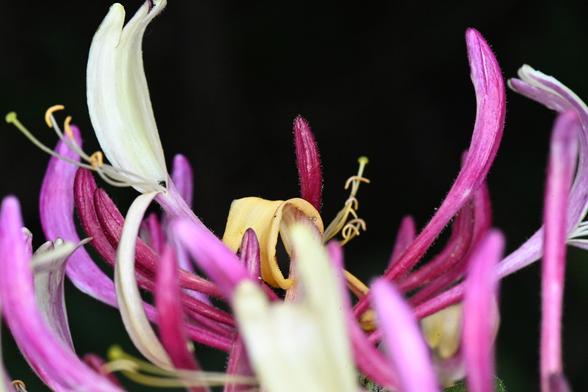 Blüten eines Geißblatts in Nahaufnahme
Die rosa und weißen Blüten Blätter umrahmen wie eine Krone eine Knospe in der Mitte