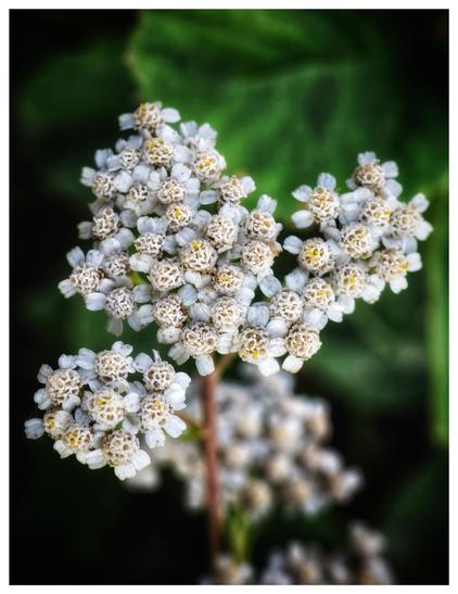 A close-up of a cluster of small, creamy-white flowers growing in dense, rounded umbels. Each tiny flower is intricately detailed, with delicate petals and prominent yellow-tipped stamens. The flowers are set against a softly blurred, green background, likely foliage, which helps them stand out. The plant’s stems are slender and reddish-brown, supporting the tightly packed floral clusters. The overall scene captures the delicate beauty and intricate structure of these wildflowers in their natural habitat.