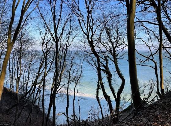 Der Blick geht aus einem herbstlichen, im Schatten auf einer Klippe liegenden Küstenwald mit kahlen Bäumen, die sich gegen die dahinter türkisfarben leuchtende Ostsee silhouettenhaft abheben, heraus bis zum Himmel am Horizont, der genau wie das Meer in verschiedenen Blautönen scheint.
The view extends from an autumnal coastal forest lying in the shade on a cliff, with bare trees silhouetted against the turquoise Baltic Sea behind them, to the sky on the horizon, which, like the sea, shimmers in various shades of blue.