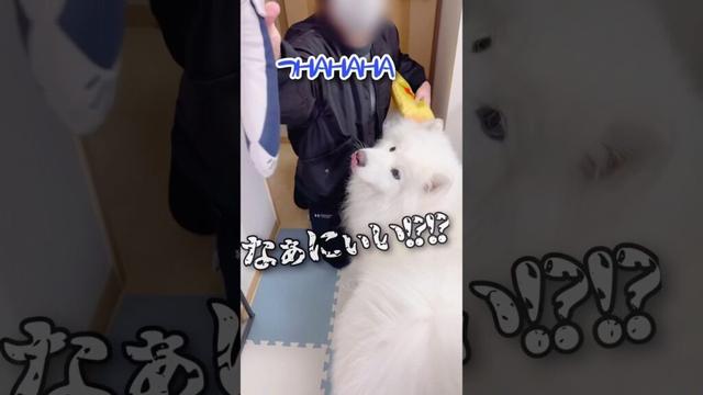 パパとうなぎが帰って来た時の大型犬とママの反応が面白い #サモエド #samoyed #癒し