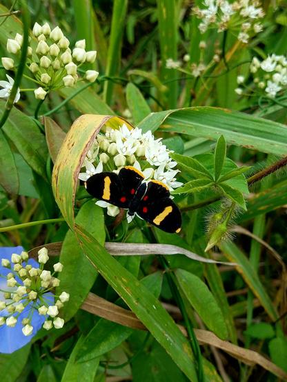 Foto de un matorral verde del cual destacan unas enrededaderas de las cuales salen racimos de flores de color blanco, y otras de flores campana de color violeta. En uno de los racimos de flores blancas se posa una mariposa pequeña de color negro, con patrones de líneas amarillas intensas y puntos rojos en sus alas.