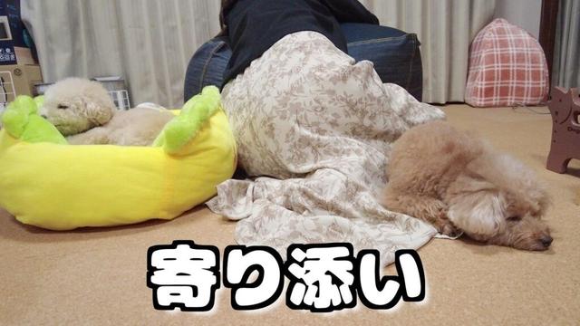 つわりでしんどい時に寄り添ってくれる愛犬が優しくて感動