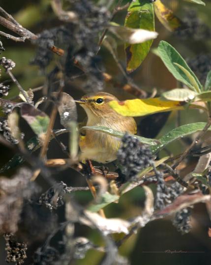 Perché sur une petite branche de buddleia, un pouillot véloce vous regarde au travers du feuillage automnal et des fleurs sèches. Son corps vous fait face et il tourne la tête vers la gauche pour bien vous regarder, d'un air de dire "pourquoi tu braques ton objectif sur moi?". On voit bien le cercle jaune autour de son œil ainsi que les fines plumes jaunes qui parsèment son ventre beige.