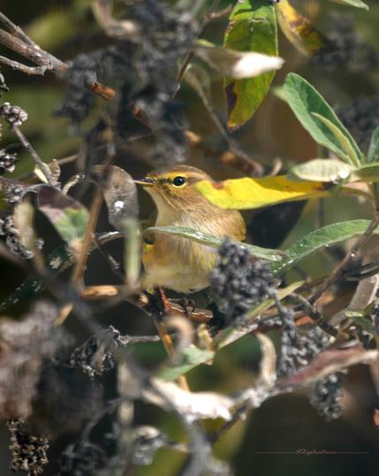 Perché sur une petite branche de buddleia, un pouillot véloce vous regarde au travers du feuillage automnal et des fleurs sèches. Son corps vous fait face et il tourne la tête vers la gauche pour bien vous regarder, d'un air de dire "pourquoi tu braques ton objectif sur moi?". On voit bien le cercle jaune autour de son œil ainsi que les fines plumes jaunes qui parsèment son ventre beige.