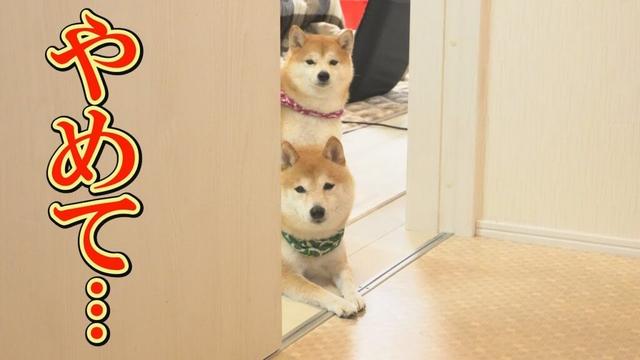 柴犬の大好きな物を洗ったら、パニックになり泣き出してしまいました・・・