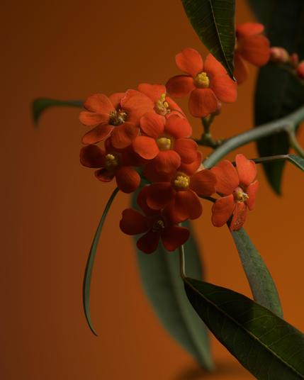 Orange euphorbia flower on an orange background.