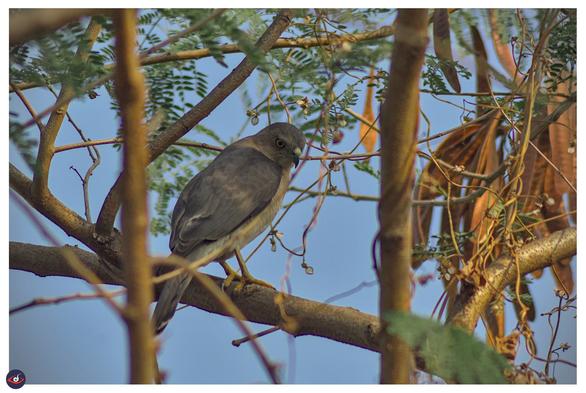 a raptor (Shikra) perched on the branch and looking at the photographer. the bird has grey feathers, and a somewhat white~ish chest. the eyes are red with black pupil. 

there are leaves and smaller branches around it, framing it nicely.