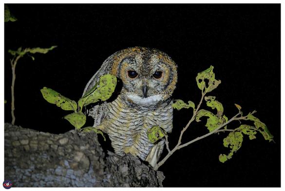 an owl with red eyes is looking at the photographer, sitting a little hunched on a main branch -- there are few thinner branches with leaves framing the bird.

the bird has orange to white to black plumage creating the patterns.