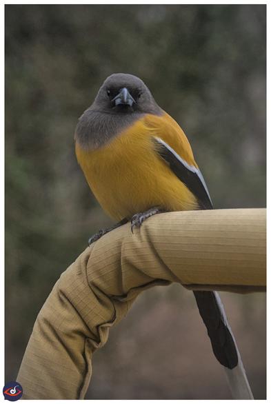 A roufus treepie perched on a jeep looking at the photographer 

The bird is black head, golden orange body, some black and white wing tips, and tails also has black and white feathers.