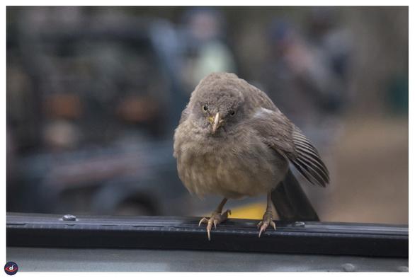 a jungle babbler sitting on a black channel atop a jeep and looking at the photographer,

it's brown in color and has a yellow beak, there's black eyes and yellow iris