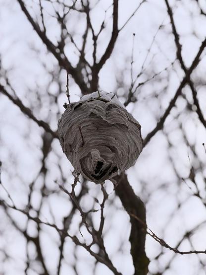 A wasp nest hangs from a branch in a bare tree, set against a cloudy sky.