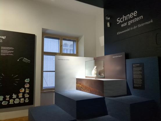 Blick in den Raum des Steiermark Reliefs im Naturkundemuseum Graz. Auf begehbaren, stufenartigen Sitzgelegenheiten ist ein Präparat eines Schneehasen zu sehen.
