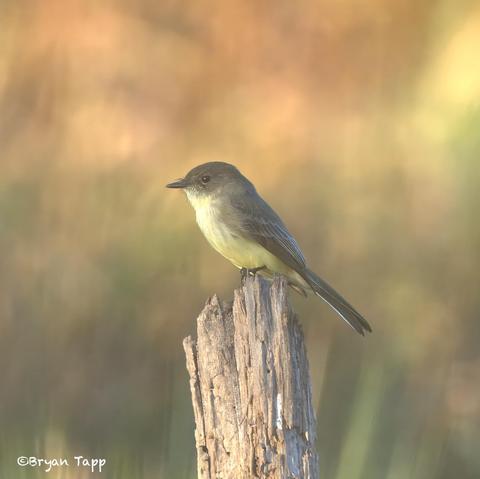 A small fly catcher with muted wing bars, yellow underpants, olive to brown body and head.  The call is diagnostic, and the “whiskers” around the bill seem unique to me.  Excellent flyers.