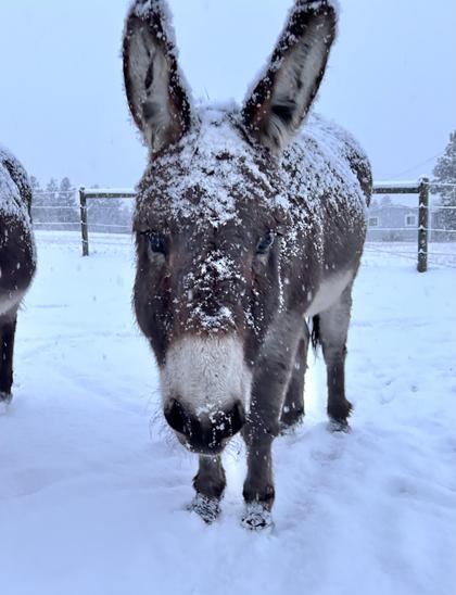 A donkey with snow piled up on his head and back fixing his gaze at the camera as if to say “are you gonna feed us or just stand there?”