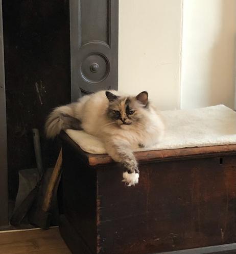 birman cat in relaxed pose