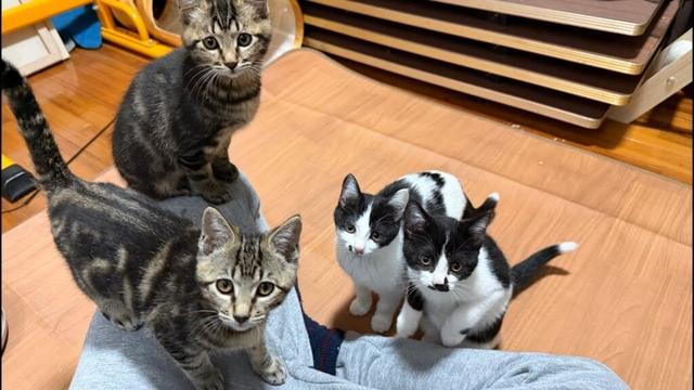 子猫ルームから生配信🐈