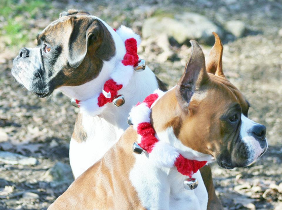 Two boxer dogs--on the left is a sturdy brindle and white "German" style boxer with uncropped ears. On the a show standard type Boxer fawn with white flash. They are bnoth wearing redandwhite holiday collars, conplete with bells. The background is a brown winter yard.