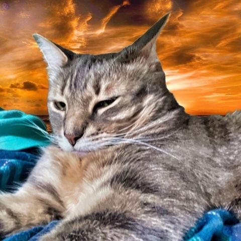A gray tabby cat sprawls on green shirt and blue and green pajamas with a hinted person filling the clothes blow him, while the top of the frame is a background of turbulent orange sunset.