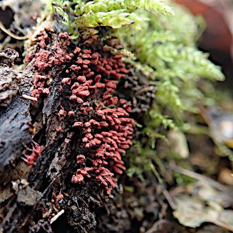 an einem rest zerfallenden holzes, auf dem oben und hinten moos wächst sitzen dutzende bis hunderte kleine blassrote fingerförmige sporenbehälter. wenn man genau hinsieht erkennt man bei einigen, dass sie auf einem kurzen stiel stehen oder hängen. sie sind matt und gefurcht, manche sehen aus als platzten sie an der spitze auf. genau ist das aber nicht zu sehen, weil nur ein paar von ihnen scharf abgebildet sind