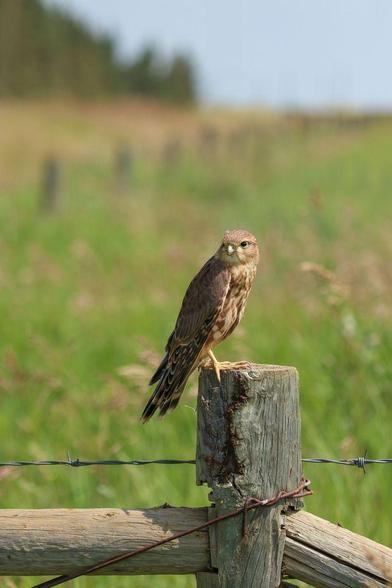 Photo of a merlin perched on a fence post, looking over its shoulder. The background is in soft focus, but you can follow the leading line of the fence posts, running parallel to some trees, into the horizon of the image.