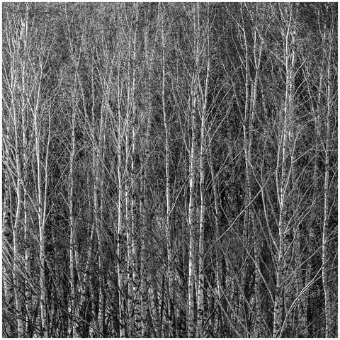 Birkenstämme in schwarzweiß