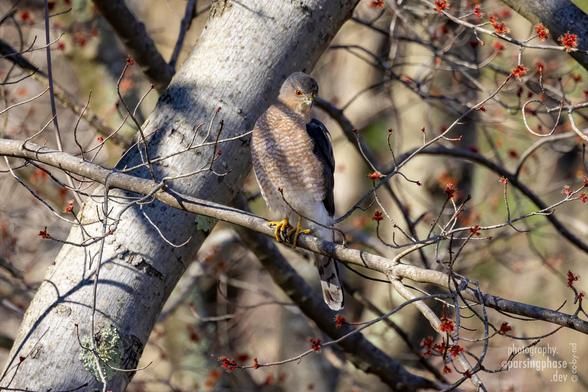 A red-eyed hawk, striped by shadows, glares down from a tree.