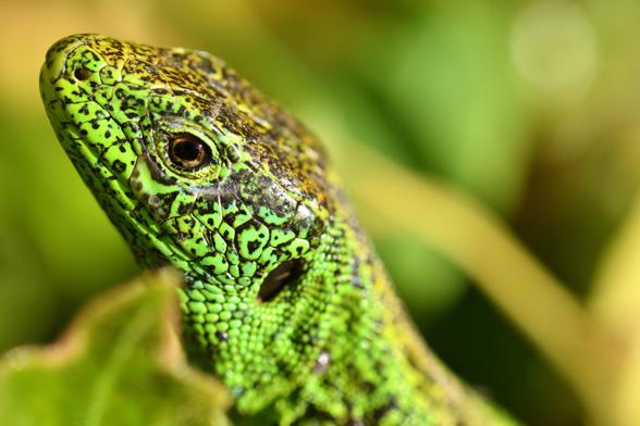 zu sehen ist nur der Kopf einer männlichen Zauneidechse, die in die linke, obere Bildecke schaut. Klar zu erkennen ist die Struktur der vorwiedgend grünen Schuppen, auf denen sich kleine, braune Punkte und Flecken verteilen. Auf der flachen Kopfoberseite sind sie dichter, als an der Seite. Gut zu sehen sind auch ein Nasenloch am oberen Ende des dreieckigen Kopfes, ein Auge im Zentrum mit schwarzer Pupille und gelber Iris, das geschlossene Maul, was bis zur kreisrunden Ohrenöffnung am Hals verläuft. Das Tier hatte ein Weibchen im Blick und war abgelenkt, deshalb kam ich besonders nahe ran. Der braungrüne Hintergrund ist angenehm unscharf, sodass der Kopf besonders gut zur Geltung kommt.