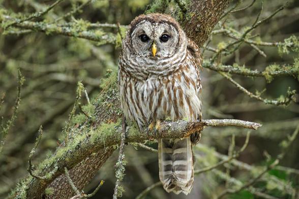 A photo of a barred owl (Strix varia), a large gray owl with brown vertical stripes, a rounded head with no ear tufts, a sharp yellow beak, and black eyes perched on a grayish-brown tree branch covered in pale green moss and lichen facing the camera and looking directly at it with more lichen-covered branches in the background behind it.