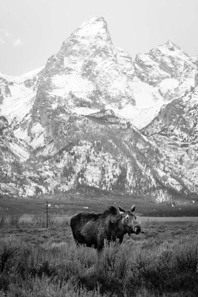 A cow moose stading in sagebrush in front of Grand Teton. Her tongue is poking out.