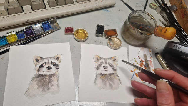 Male Waschbärenportraits