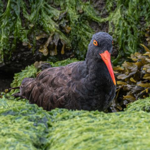 A Black Oystercatcher, looking at me as it decides which clam to go for next.  Surrounded by weed covered rocks.
