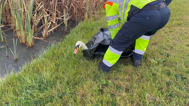 a swan being unzipped from a black holding back by a Highways safety officer beside a lake.