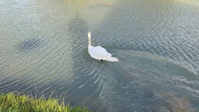 a swan swimming on a lake away from the camera.