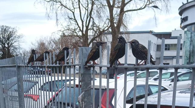 6 starlings waiting on fence for food to appear.