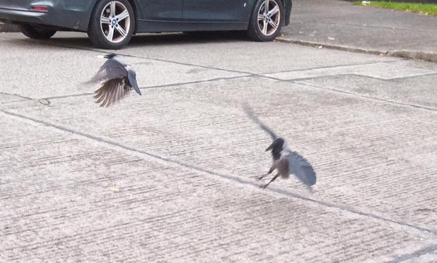 a crow landing as one takes off with a cracker.