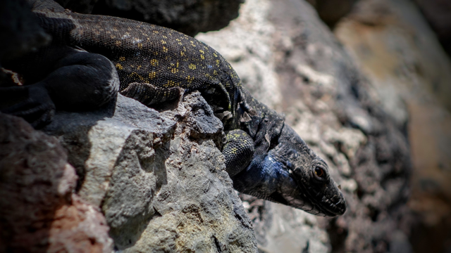 Eine Echse sitzt vor ihrem Heim in den groben Mauersteinen und wärmt sich an den Sonnenstrahlen. Farblich tarnt sie sich gut zu dem grauen Vulkansteinen. Erst beim genauen Blick erkennt man das filigrane Muster in den Schuppen.