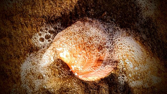 Eine Muschel liegt im flachen Wasser am Strand und wird von der sanft auslaufenden Brandung mit zartem Schaum umspült. Die tiefe Nachmittagssonne poliert Wasser und Sand auf goldenen Glanz.