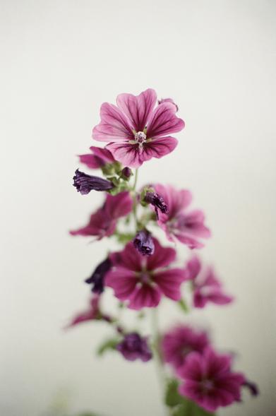 Ein weiteres Mal die Malva sylvestris von unserem Balkon. Ein Butterweiches Death of Field, oder Bokeh, wie es bei einem solchen floralen Motiv vielleicht sogar besser passt.