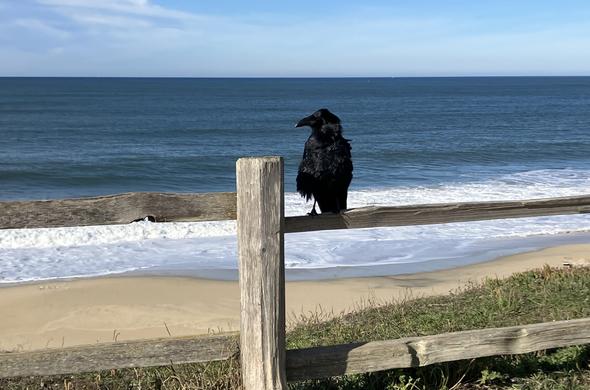 A large black bird, maybe a raven, sits on a post-and-rail fence looking out at the Pacific Ocean. It's a fairly calm day, with small waves. The sky and ocean are both lovely shades of blue.
